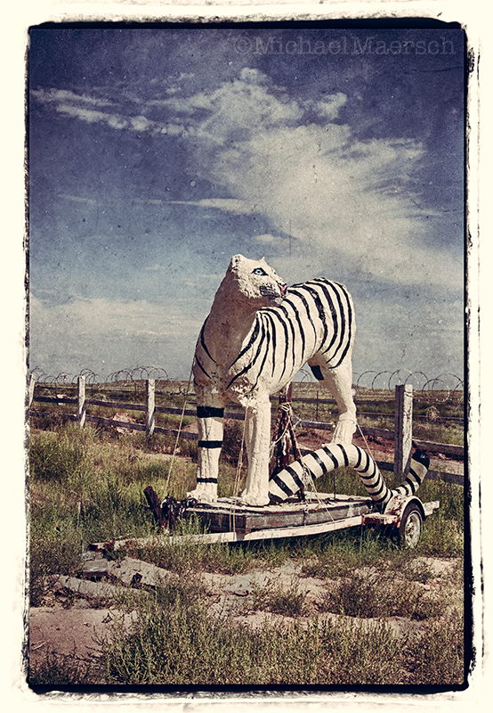 a photograph called Kitty by Michael Maersch